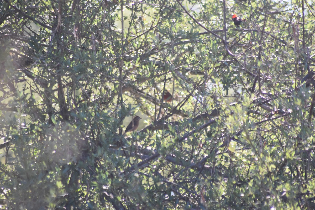 Red-crested Finch - ML572407461