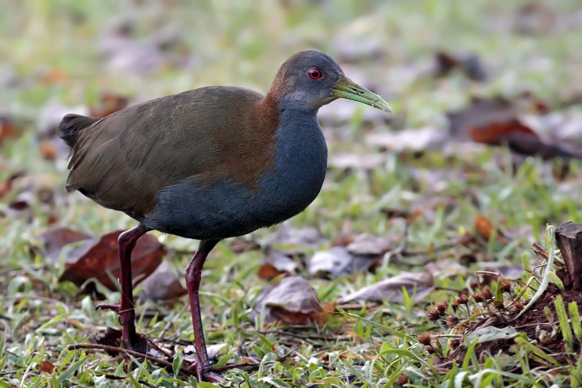 Slaty-breasted Wood-Rail - Alec Earnshaw