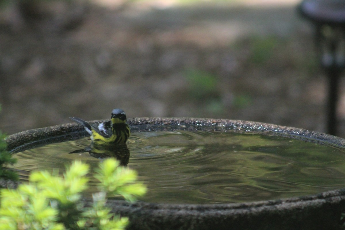 Magnolia Warbler - ML572409171