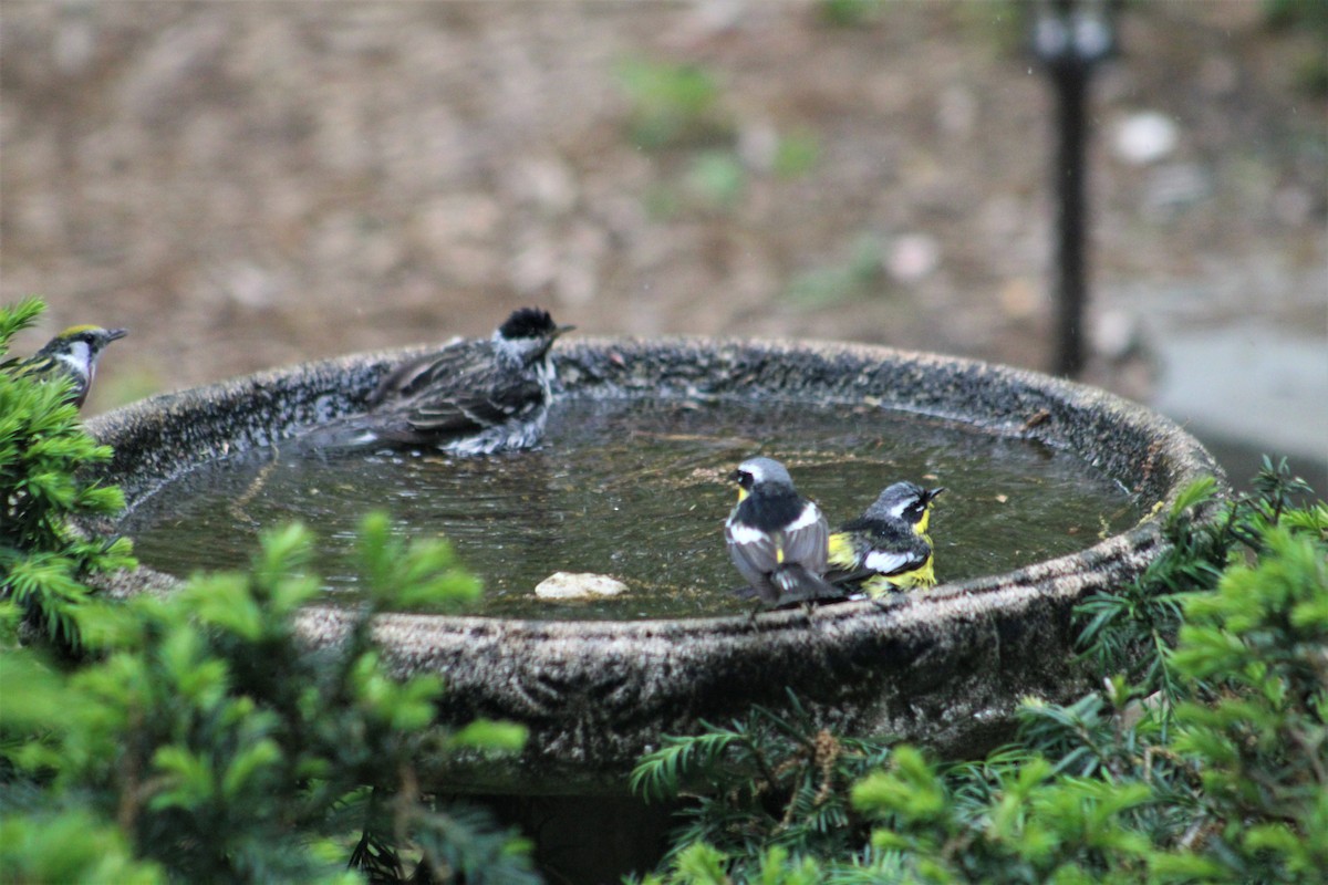 Magnolia Warbler - ML572409321