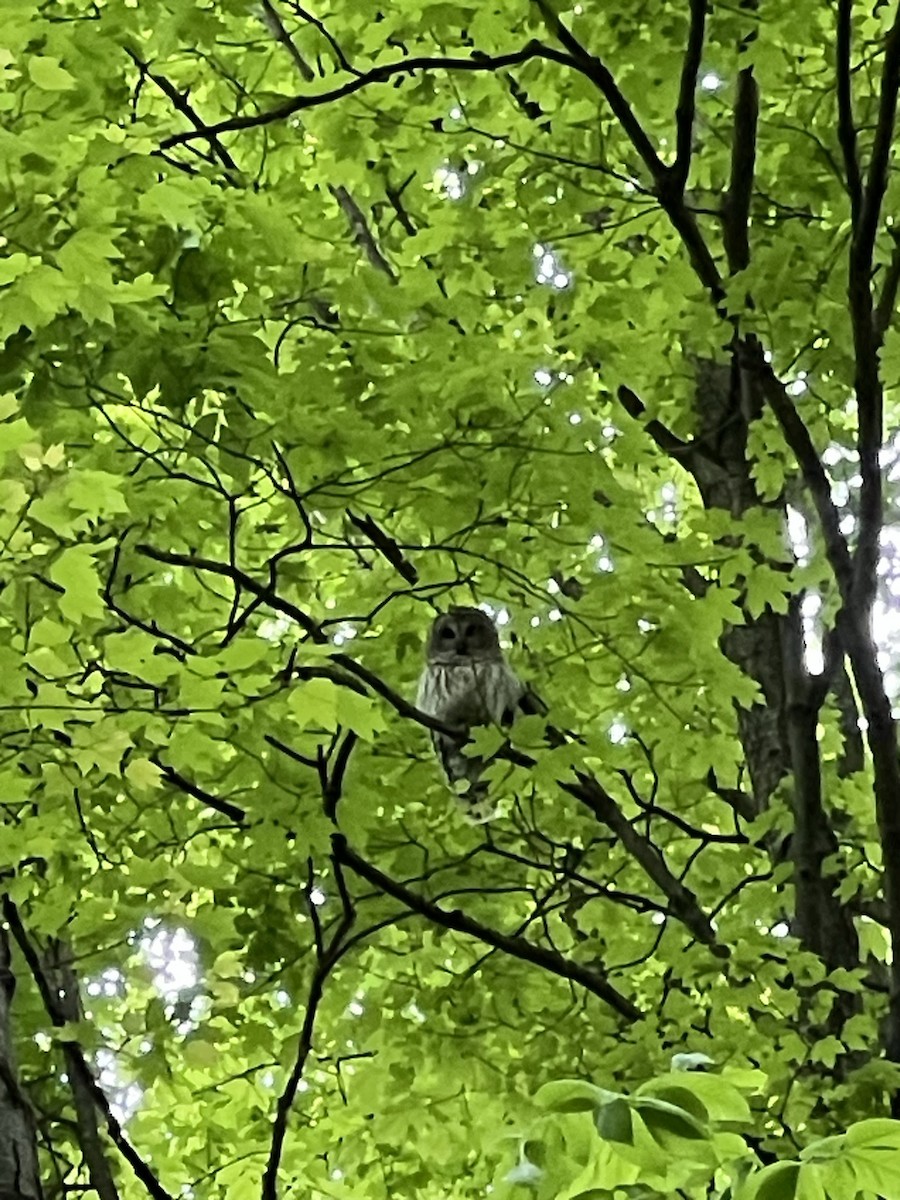 Barred Owl - ML572409911
