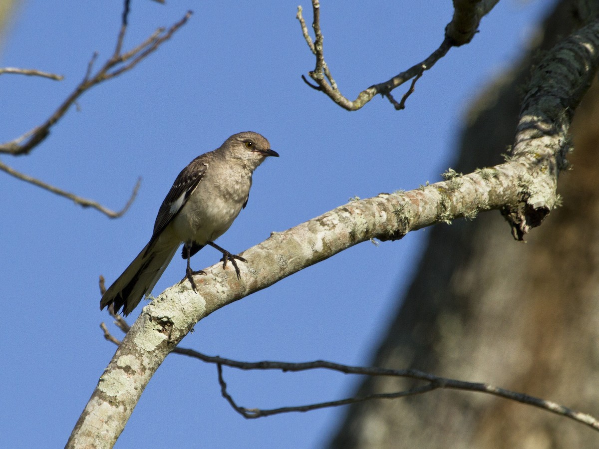 Northern Mockingbird - ML57241061