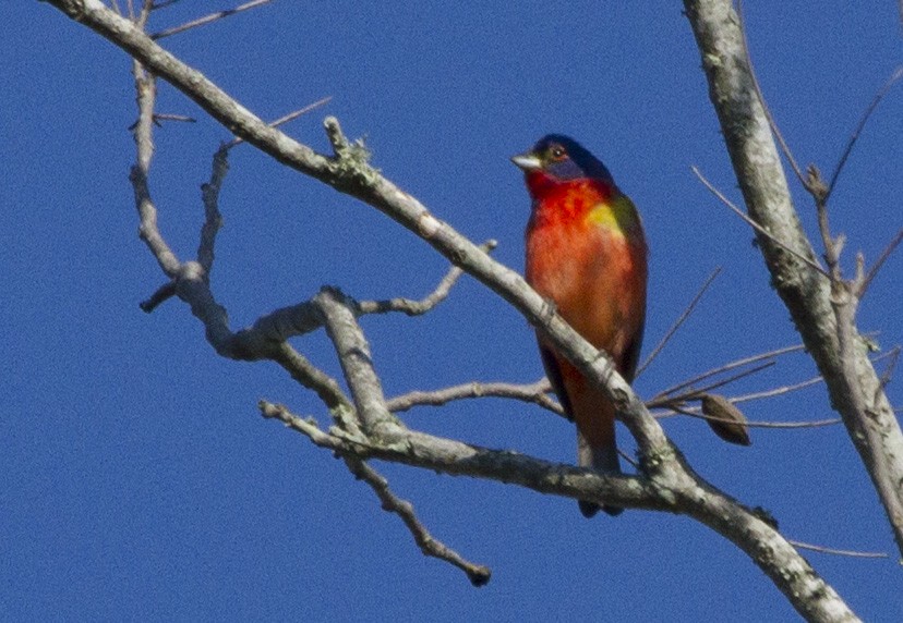 Painted Bunting - Phil Stouffer