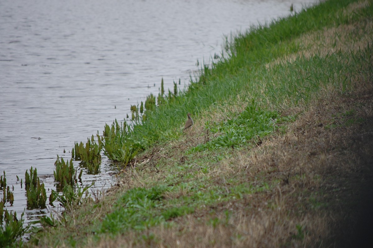 Spotted Sandpiper - ML572414901