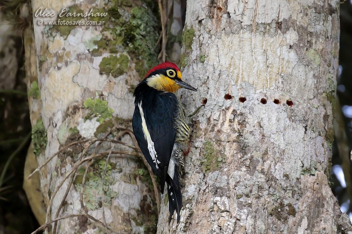 Yellow-fronted Woodpecker - ML57241491