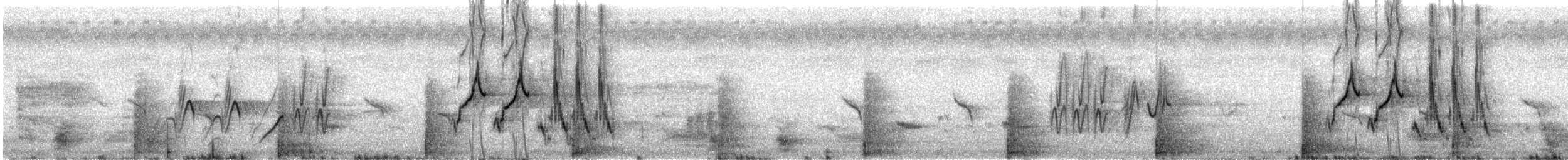 White-browed Wagtail - ML572415751