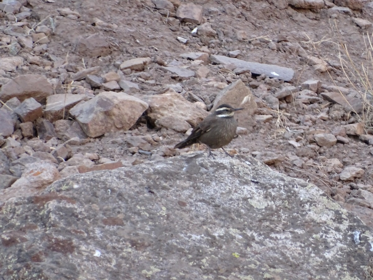 Dark-bellied Cinclodes - ML572416121