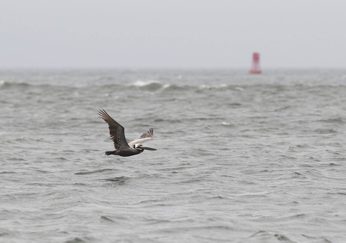 pelikán hnědý (ssp. carolinensis) - ML57241761