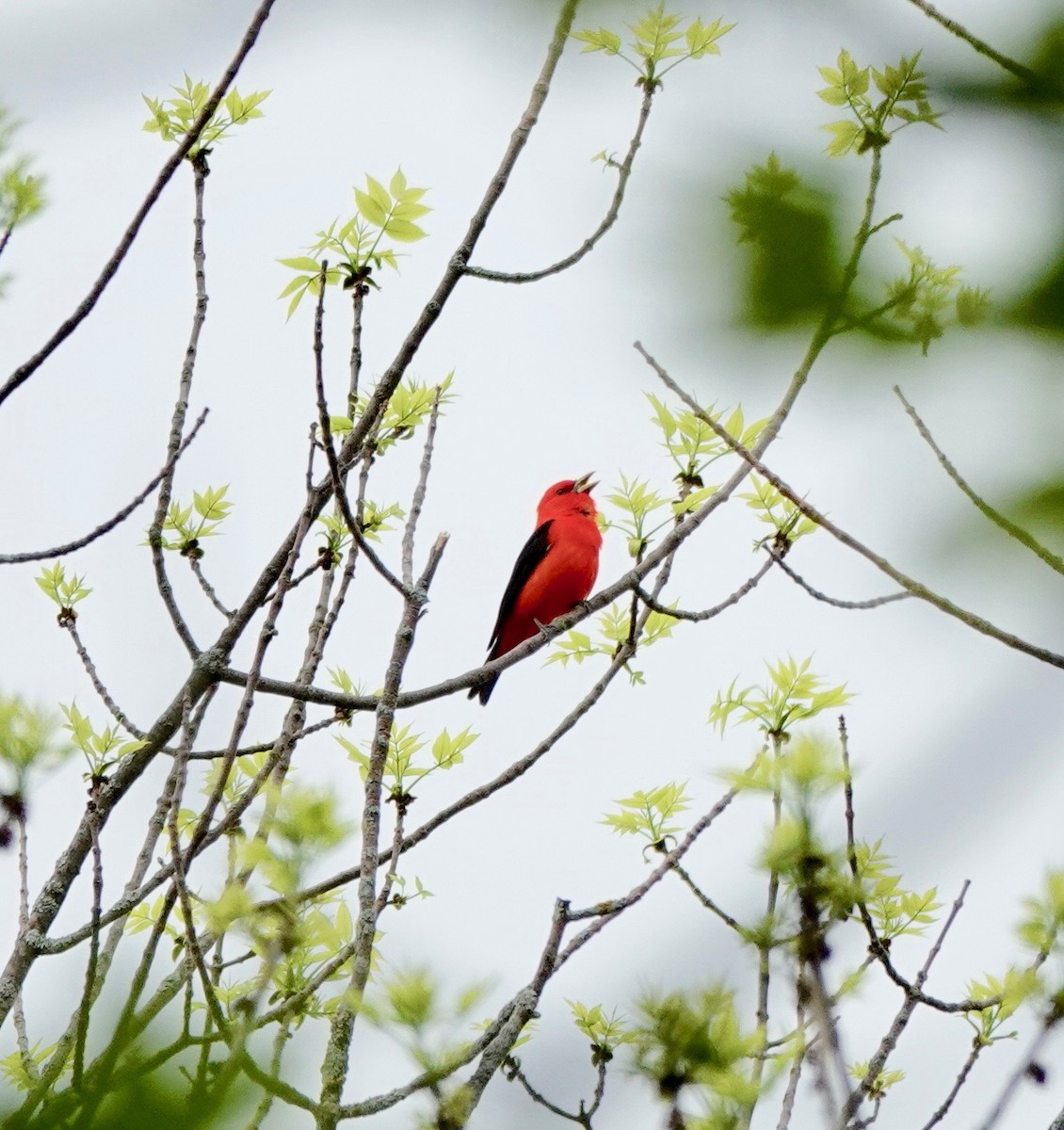 Scarlet Tanager - ML572418141