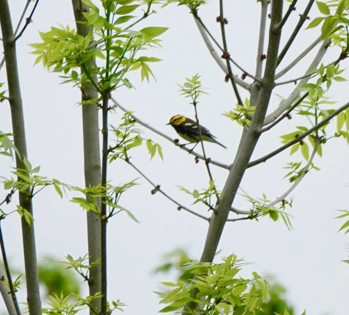 Black-throated Green Warbler - ML572418181