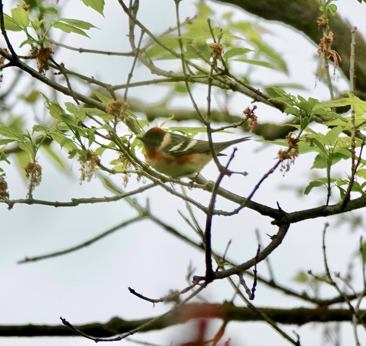 Bay-breasted Warbler - ML572418221