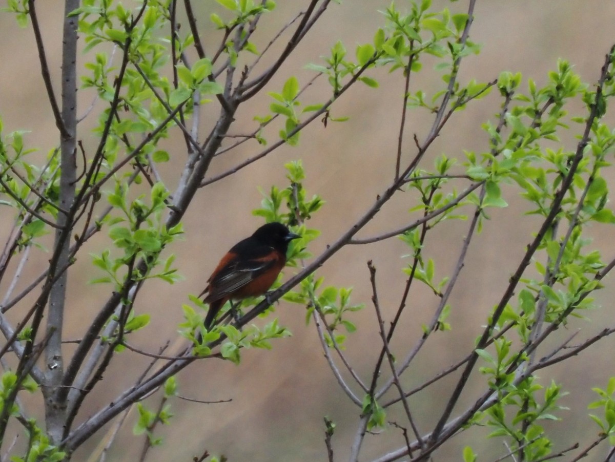 Orchard Oriole - ML572418241