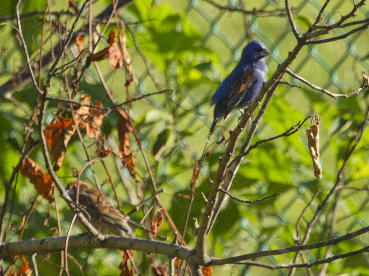 Blue Grosbeak - ML57241831