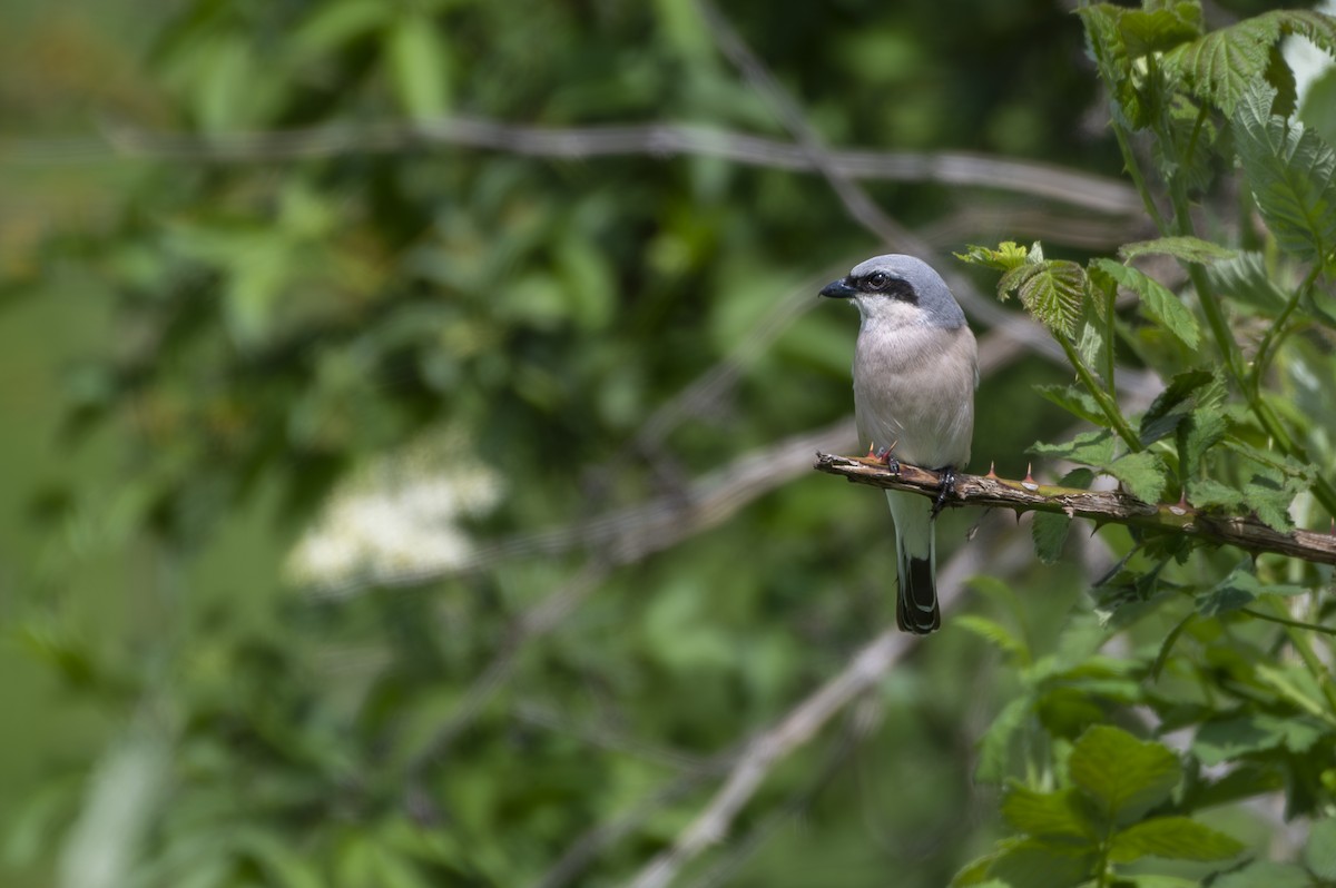 Red-backed Shrike - ML572418891