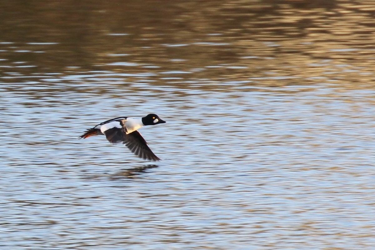 Common Goldeneye - ML57241911