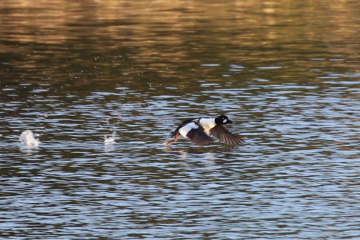 Common Goldeneye - ML57241921