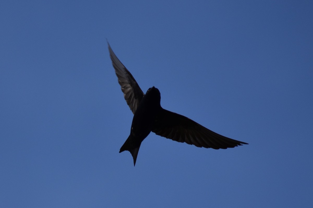 Golondrina Purpúrea - ML572419241