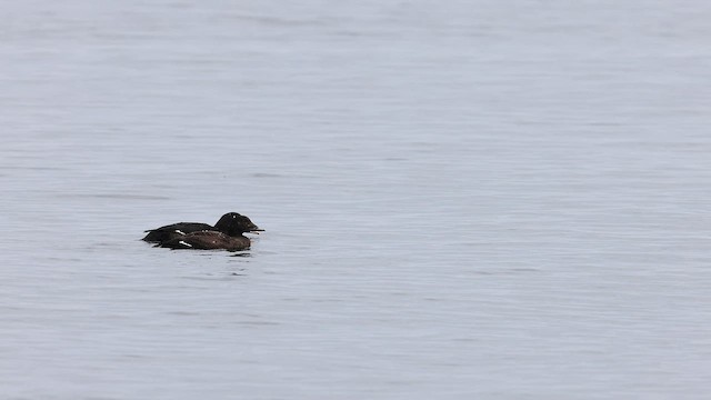 White-winged Scoter - ML572419281