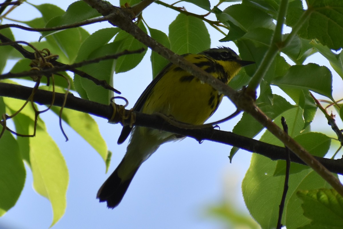 Magnolia Warbler - ML572419961