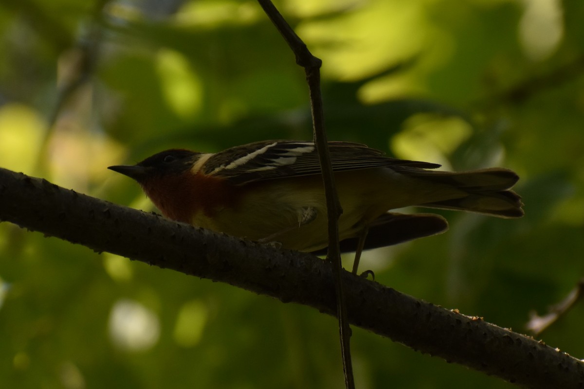Bay-breasted Warbler - ML572420011