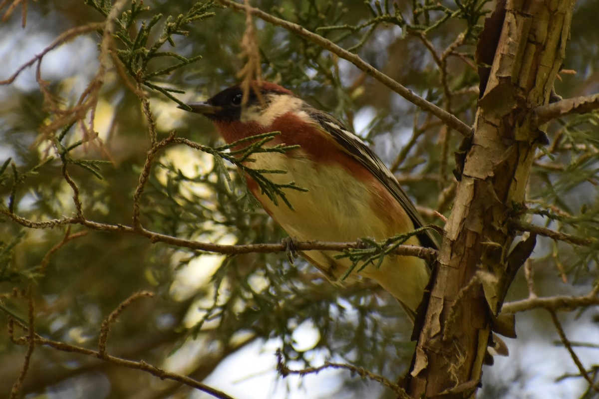 Bay-breasted Warbler - ML572420021