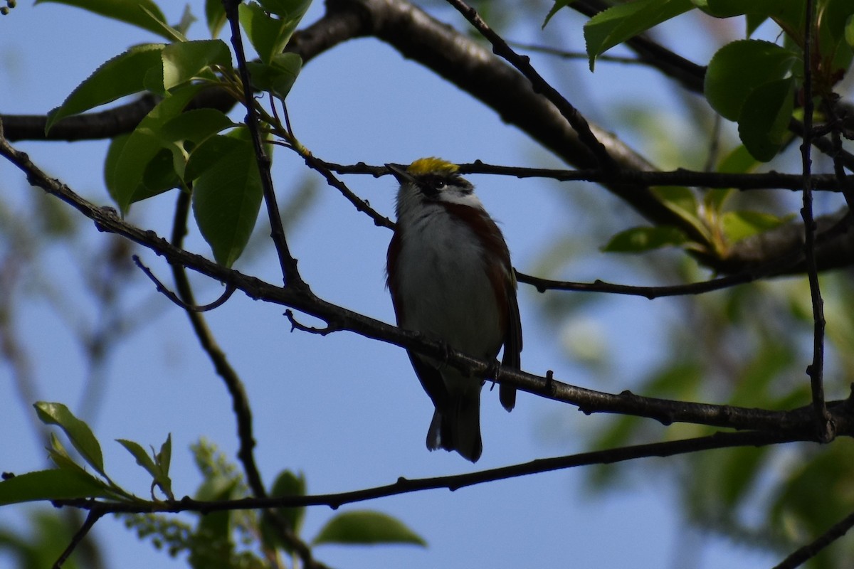 Chestnut-sided Warbler - ML572420231