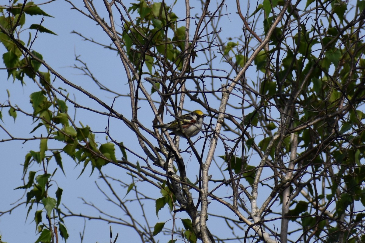 Chestnut-sided Warbler - ML572420241