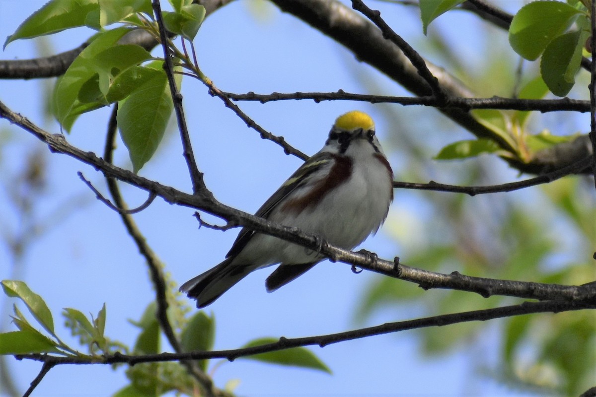 Chestnut-sided Warbler - ML572420271
