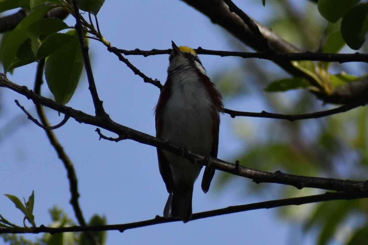 Chestnut-sided Warbler - ML572420281