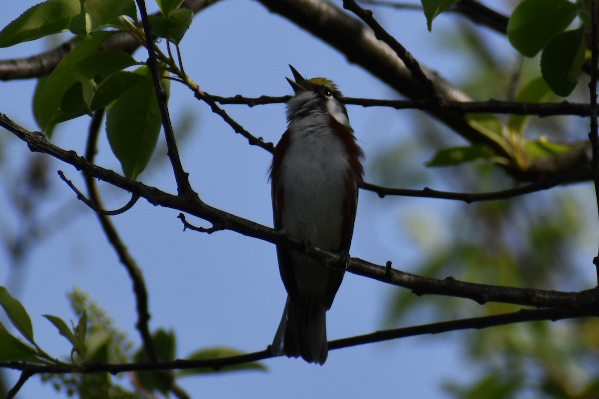Chestnut-sided Warbler - ML572420291