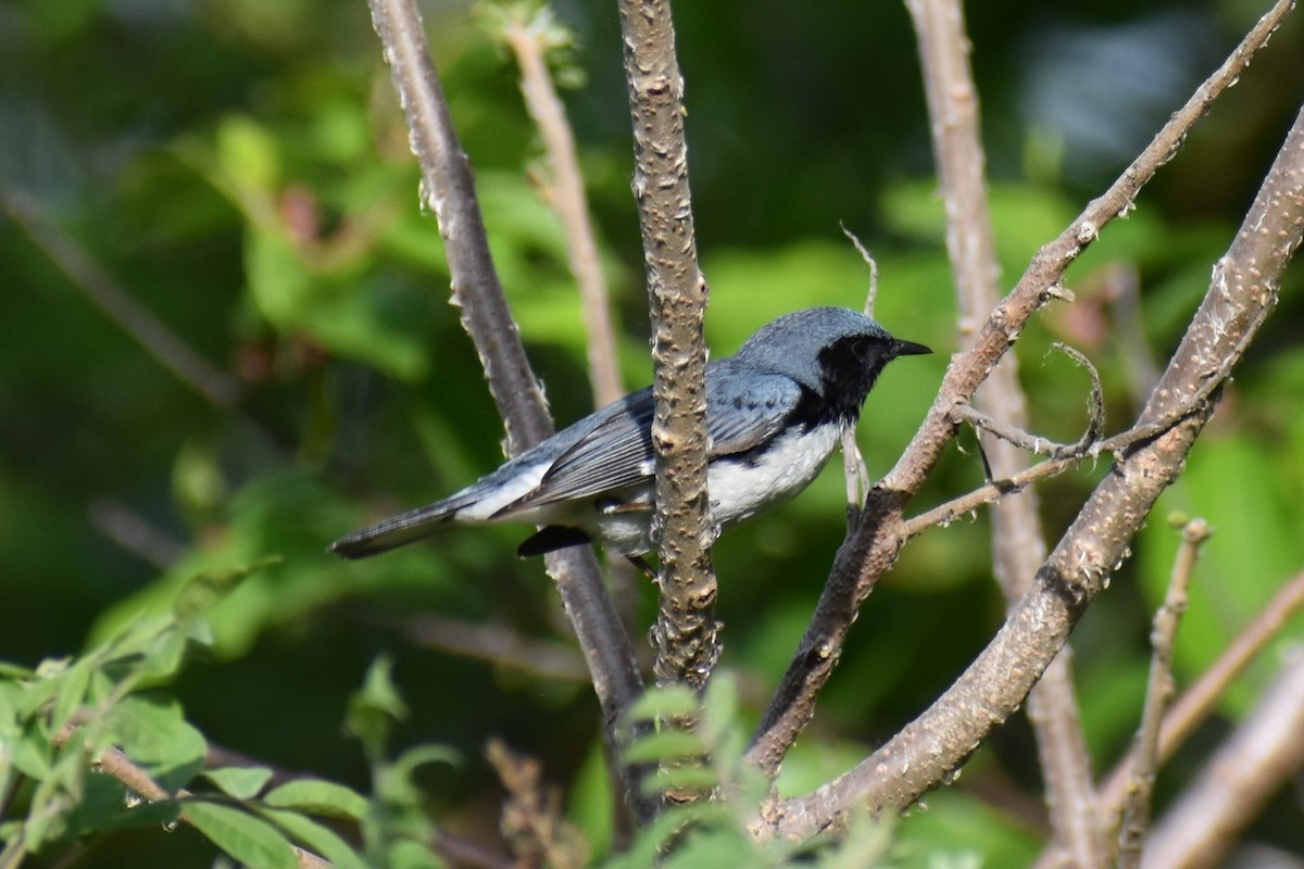 Black-throated Blue Warbler - ML572420501