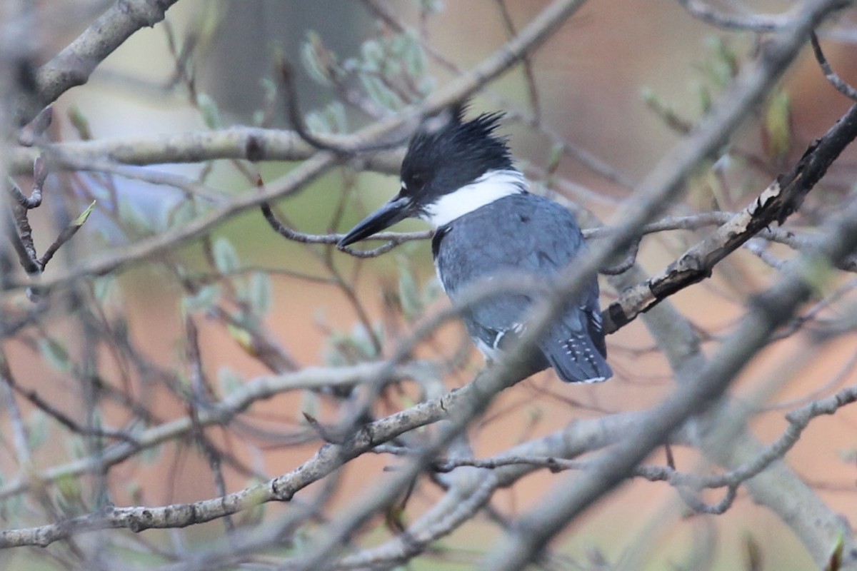 Belted Kingfisher - ML57242051