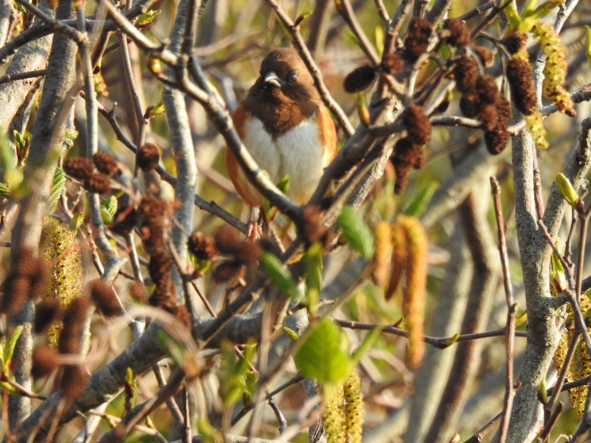 Eastern Towhee - Marc LeBlanc