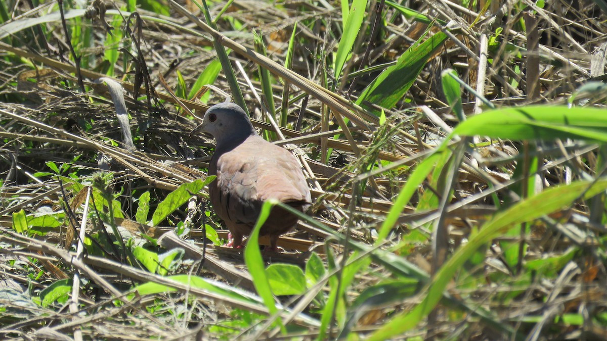 Ruddy Ground Dove - ML572421661