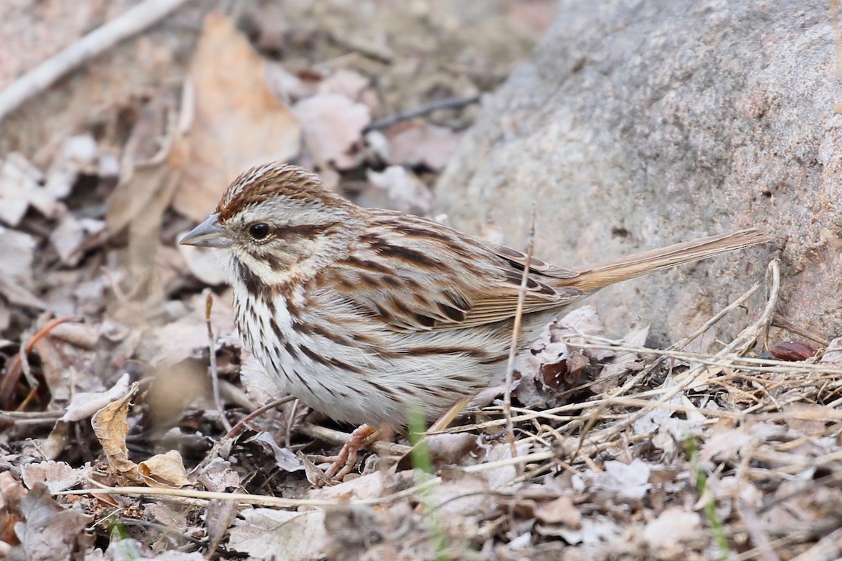 Song Sparrow - ML57242181