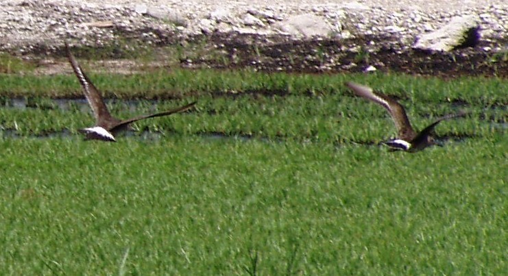 Hudsonian Godwit - ML572422451