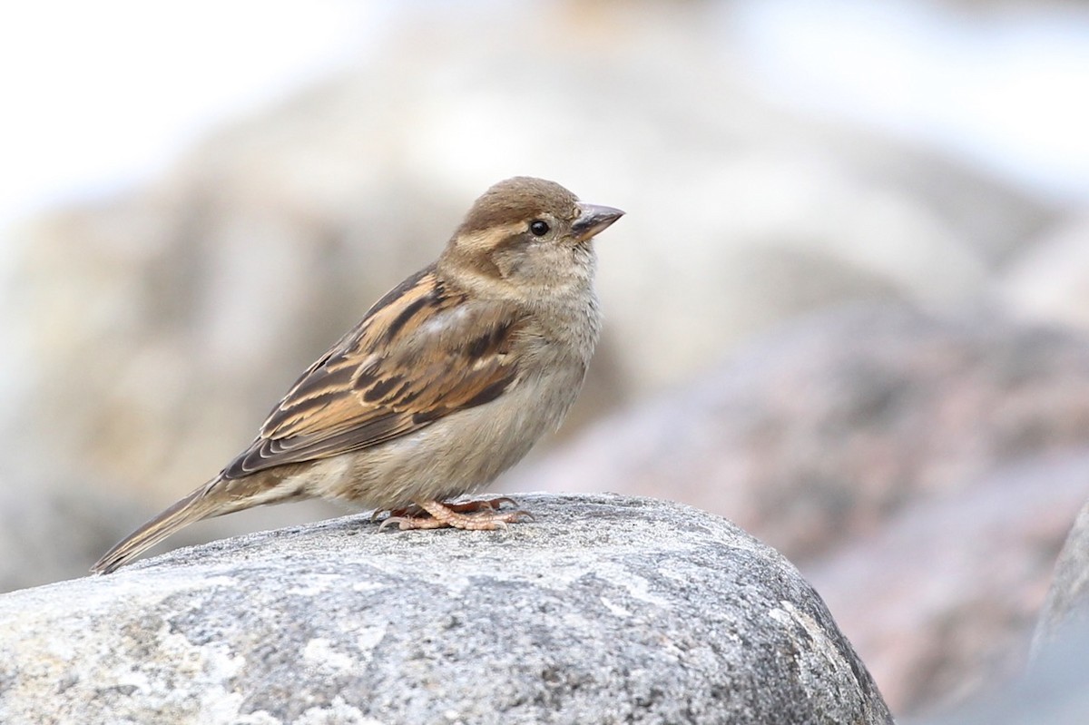 House Sparrow - Douglas Faulder