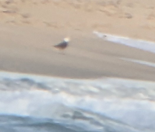 Heermann's Gull - ML572422671