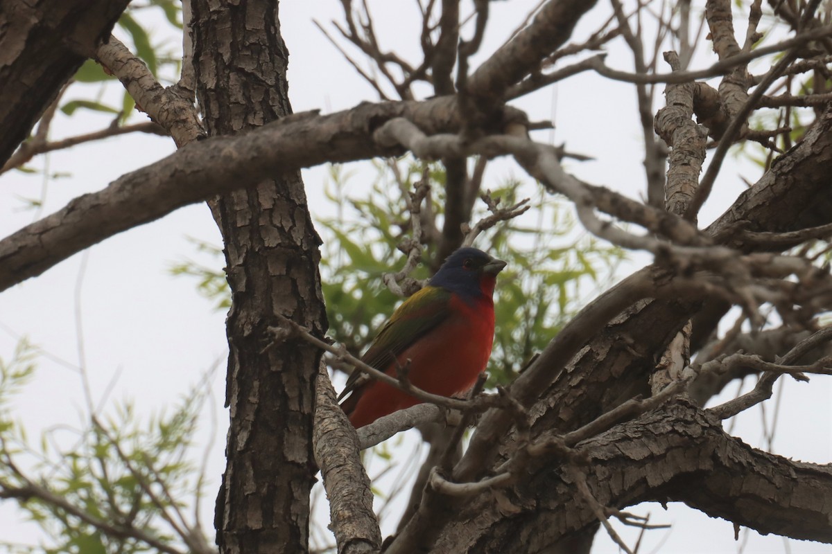 Painted Bunting - ML572423201