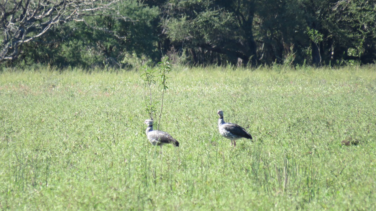 Southern Screamer - Patricio Cowper Coles