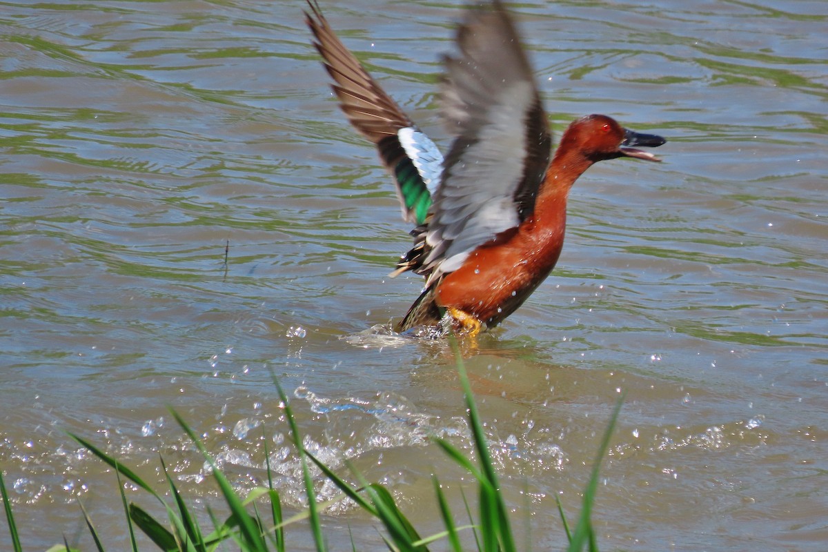 Cinnamon Teal - ML572423361