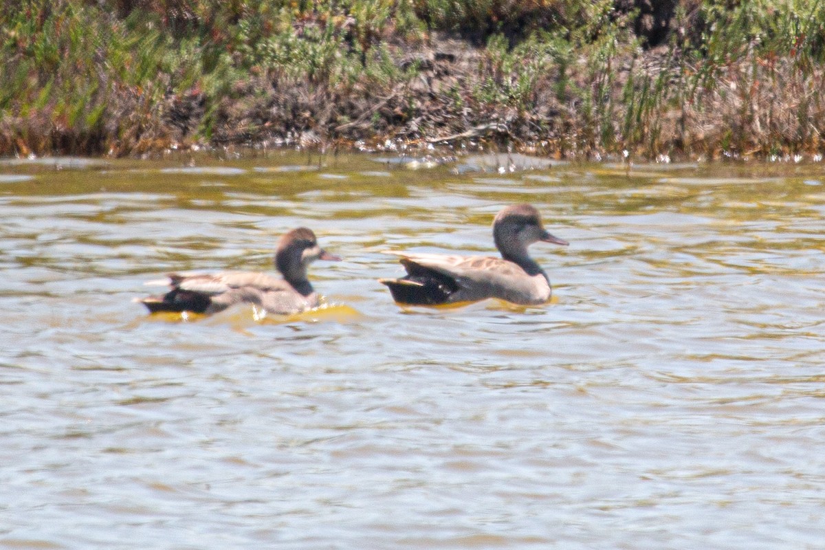 Gadwall - ML572425771