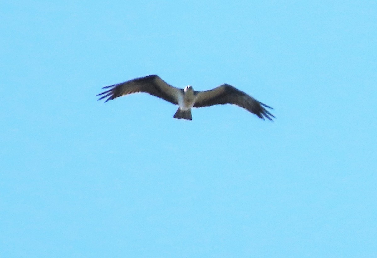 Osprey - Rick Jacobsen