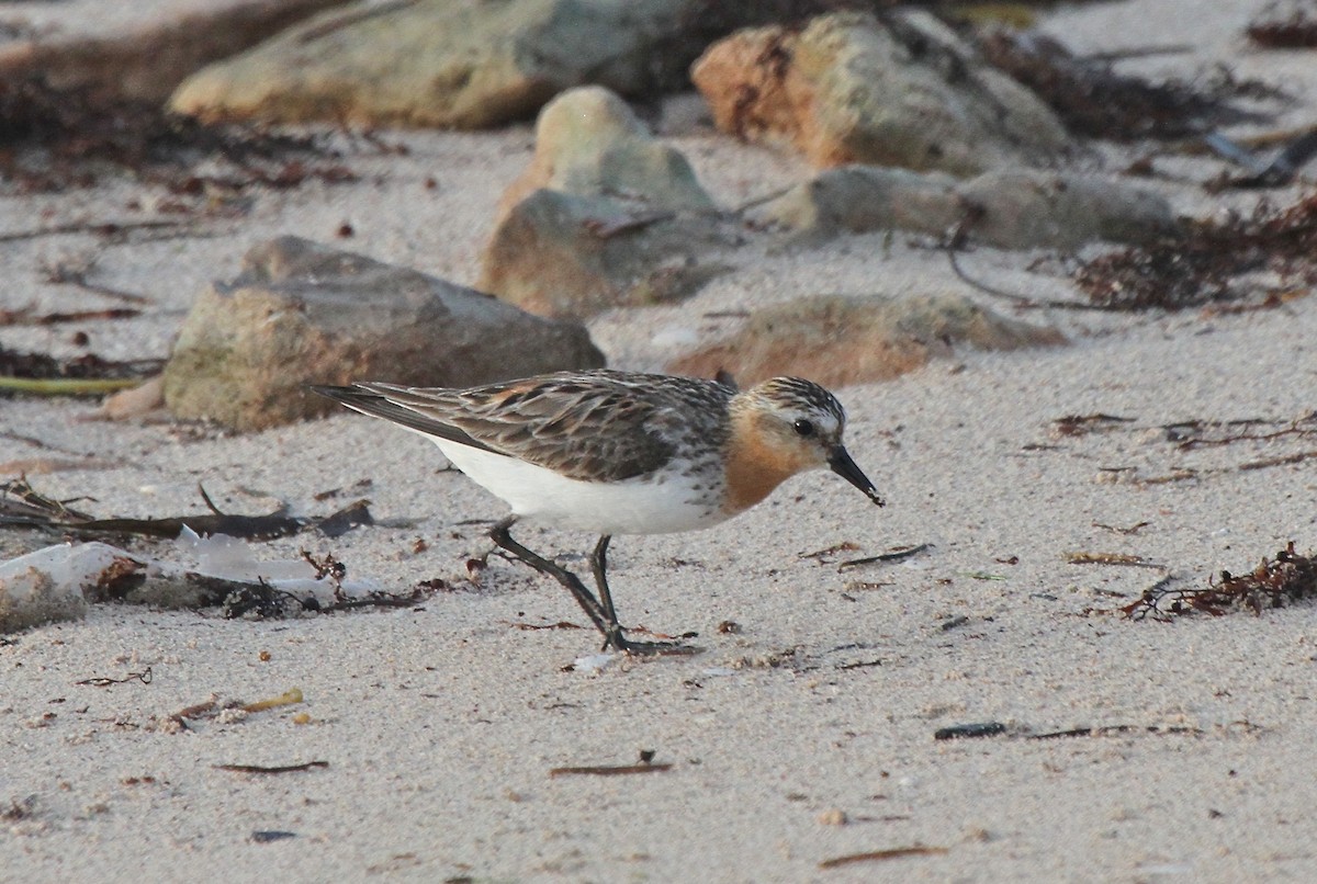 Bécasseau à col roux - ML572426151