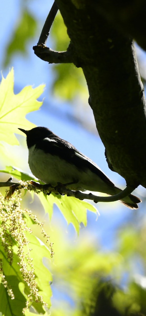 Black-throated Blue Warbler - ML572427321