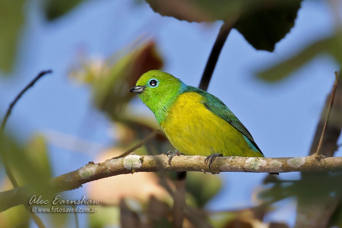 Blue-naped Chlorophonia - ML57242741