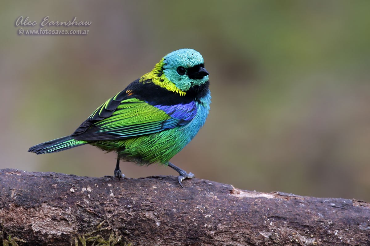Green-headed Tanager - ML57242831