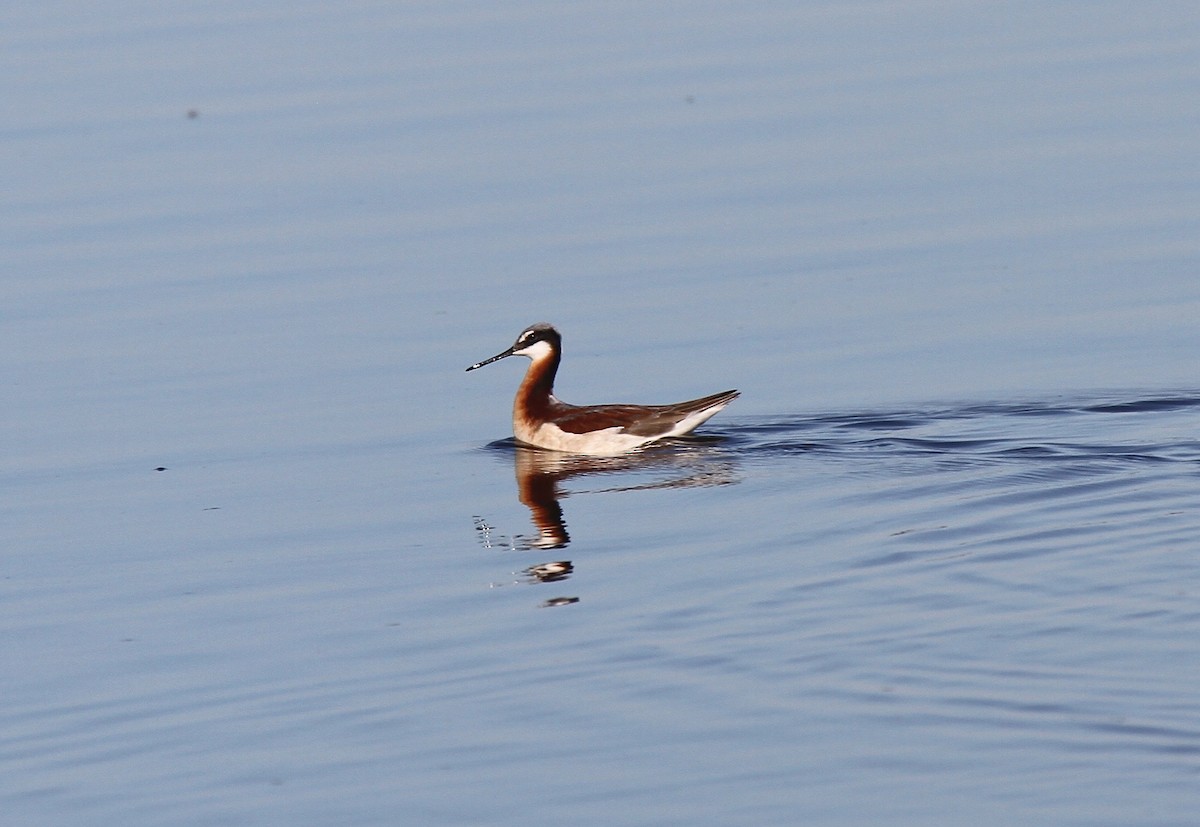 hvithalesvømmesnipe - ML572428381