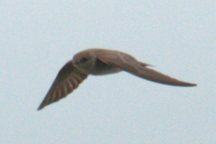 Northern Rough-winged Swallow - ML572429051