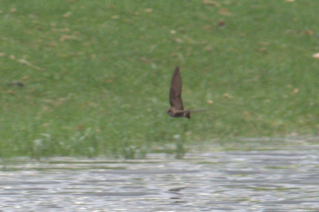 Northern Rough-winged Swallow - ML572429061
